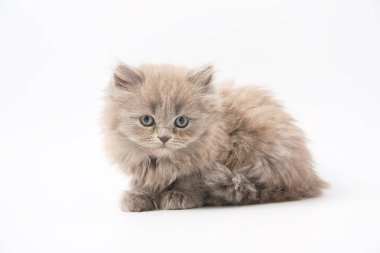 Beyaz bir arka plan üzerinde küçük komik yavru kedi