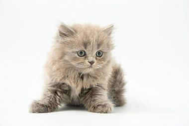 Beyaz bir arka plan üzerinde küçük komik yavru kedi