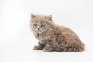 Beyaz bir arka plan üzerinde küçük komik yavru kedi