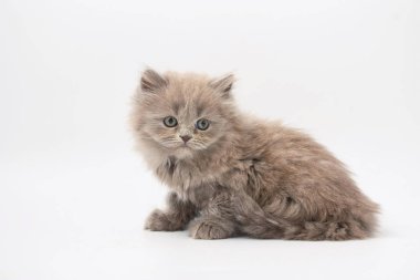 Beyaz bir arka plan üzerinde küçük komik yavru kedi