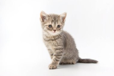 Beyaz bir arka plan üzerinde küçük komik yavru kedi