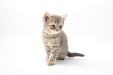 Beyaz bir arka plan üzerinde küçük komik yavru kedi