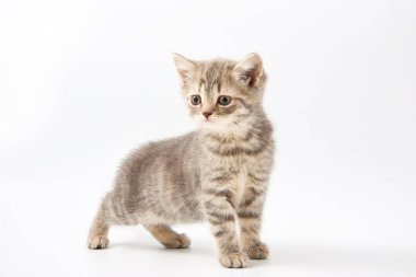 Beyaz bir arka plan üzerinde küçük komik yavru kedi