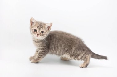 Beyaz bir arka plan üzerinde küçük komik yavru kedi