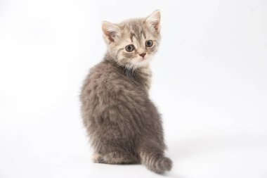 Beyaz bir arka plan üzerinde küçük komik yavru kedi