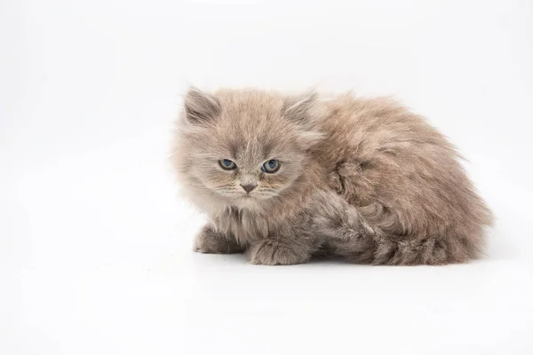 Piccoli gattini divertenti su sfondo bianco — Foto Stock