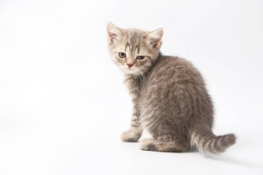 Beyaz bir arka plan üzerinde küçük komik yavru kedi