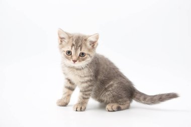 Beyaz bir arka plan üzerinde küçük komik yavru kedi