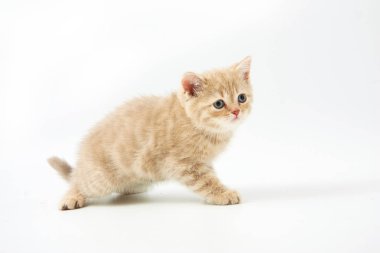 Beyaz bir arka plan üzerinde küçük komik yavru kedi