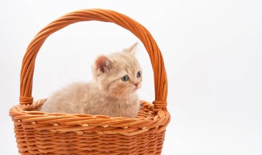 Beyaz bir arka plan üzerinde küçük komik yavru kedi