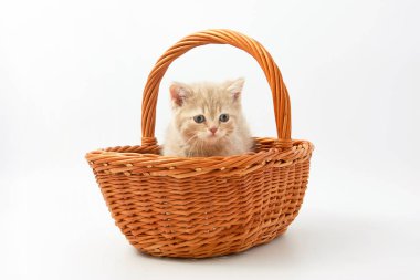 Beyaz bir arka plan üzerinde küçük komik yavru kedi