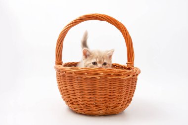 Beyaz bir arka plan üzerinde küçük komik yavru kedi