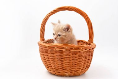 Beyaz bir arka plan üzerinde küçük komik yavru kedi