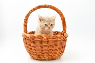 Beyaz bir arka plan üzerinde küçük komik yavru kedi