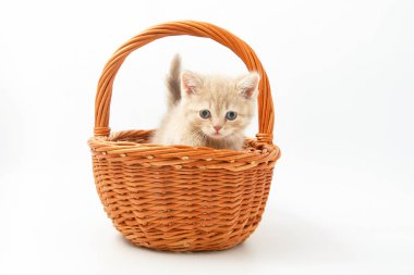 Beyaz bir arka plan üzerinde küçük komik yavru kedi