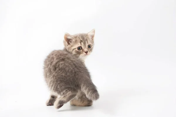 Small funny kittens on a white background — Stock Photo, Image