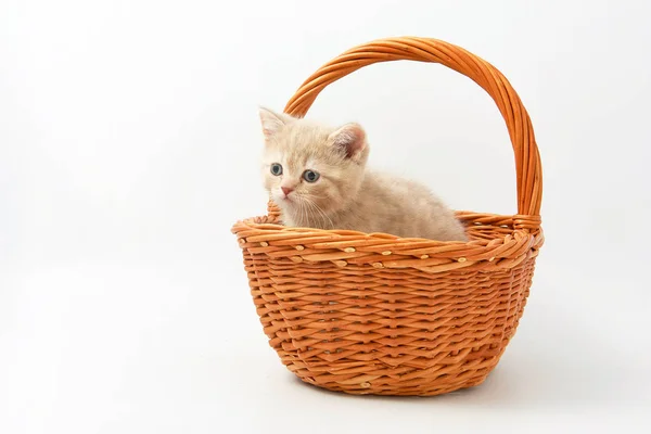 Petits chatons drôles sur un fond blanc — Photo