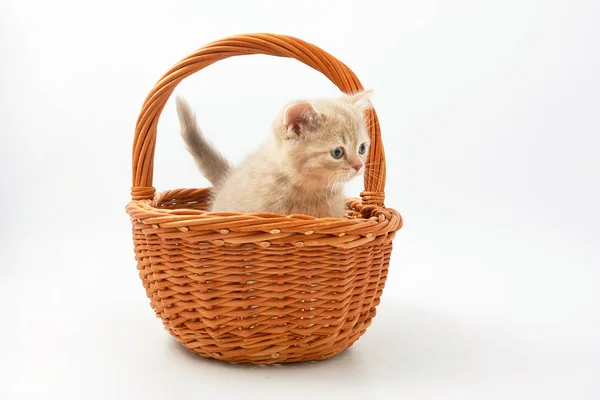 Kleine lustige Kätzchen auf weißem Hintergrund — Stockfoto