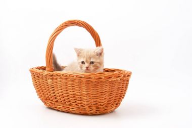 Beyaz bir arka plan üzerinde küçük komik yavru kedi