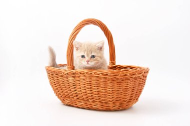 Beyaz bir arka plan üzerinde küçük komik yavru kedi