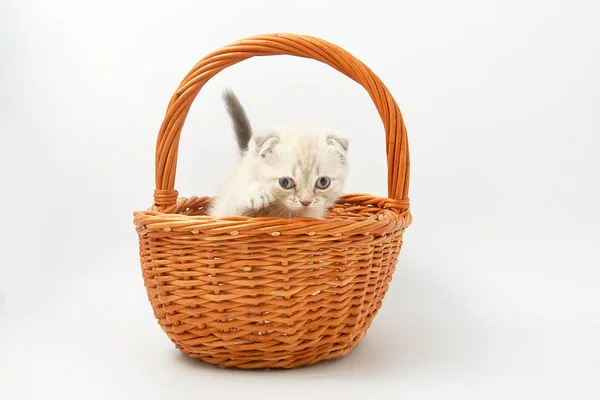 白色背景下的小滑稽猫咪 — 图库照片