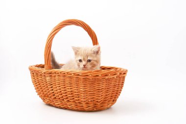 Beyaz bir arka plan üzerinde küçük komik yavru kedi