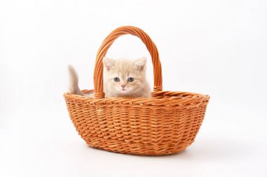 Beyaz bir arka plan üzerinde küçük komik yavru kedi