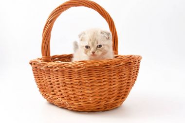 Beyaz bir arka plan üzerinde küçük komik yavru kedi