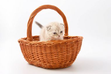 Beyaz bir arka plan üzerinde küçük komik yavru kedi