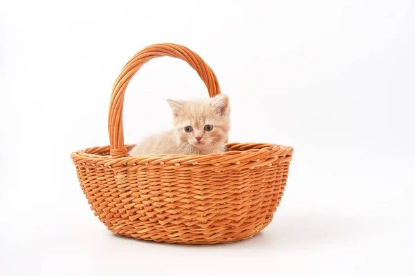 Malé srandovní koťata na bílém pozadí — Stock fotografie