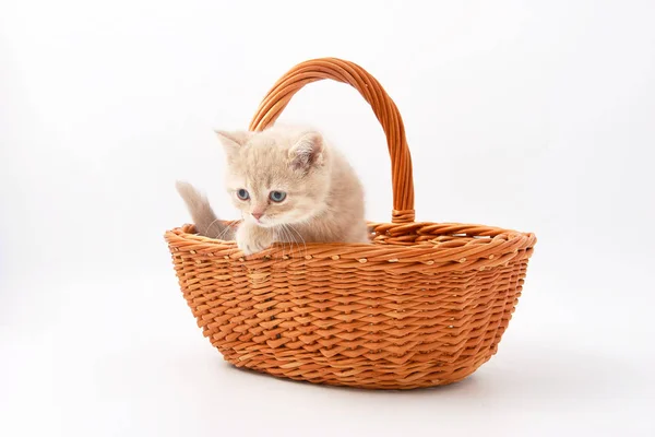 Malé srandovní koťata na bílém pozadí — Stock fotografie