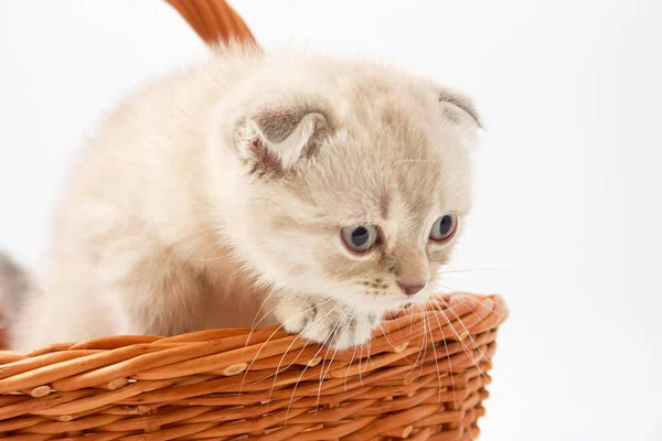 白色背景下的小滑稽猫咪 — 图库照片