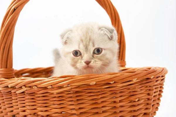 Pequeños gatitos divertidos sobre un fondo blanco — Foto de Stock