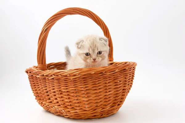 Small funny kittens on a white background — Stock Photo, Image