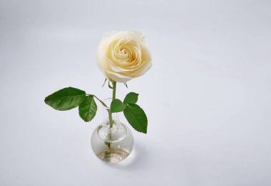 Studio beyaz arka plan üzerinde beyaz gül