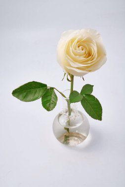 Studio beyaz arka plan üzerinde beyaz gül