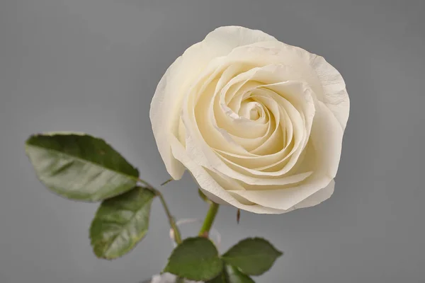 Weiße Rose auf grauem Hintergrund im Atelier — Stockfoto