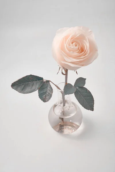 Weiße Rose auf weißem Hintergrund im Studio — Stockfoto