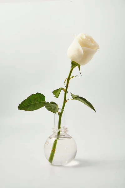 white rose on white background in studio