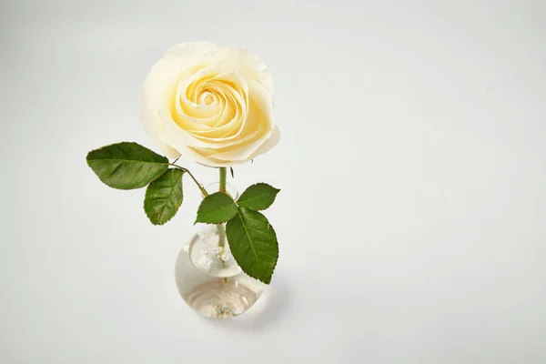 Rosa branca no fundo branco no estúdio — Fotografia de Stock