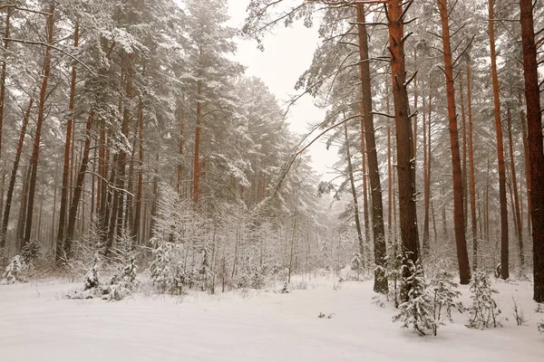 Белоруссия, Гродно, Снежный лес вокруг озера Молочное . — стоковое фото