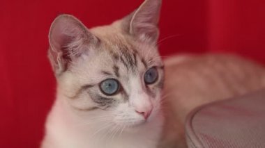 büyük kırmızı bir arka plan üzerinde mavi gözlü hafif bir kedi portresi.