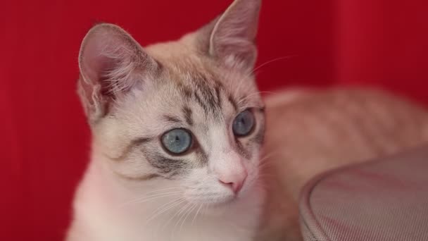 Große Porträt Einer Leichten Katze Mit Blauen Augen Auf Rotem Grund