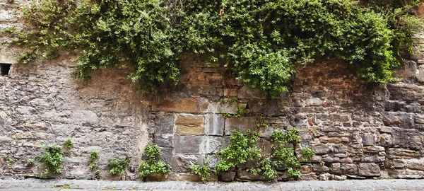 Bergamo, İtalya. Taş duvar eski yeşil bitkiler ile büyümüş. — Stok fotoğraf