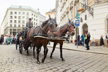 Vienna, Avusturya - 15 Nisan 2018: bir taksi şoförü bir at arabası ile iki at nalı içinde turistler şehre sürücüler.