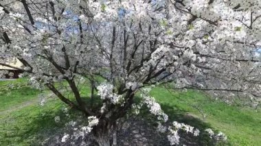 Belarus. Bahar. Kiraz beyaz çiçek elbise.