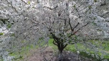 Belarus. Bahar. Kiraz beyaz çiçek elbise.