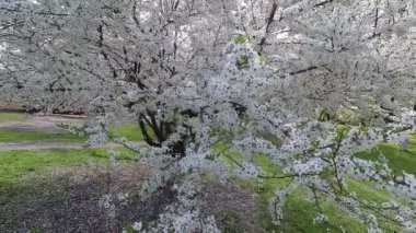 Belarus. Bahar. Kiraz beyaz çiçek elbise.