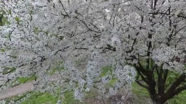 Belarus. Bahar. Kiraz beyaz çiçek elbise.