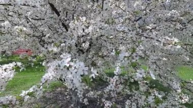 Belarus. Bahar. Kiraz beyaz çiçek elbise.